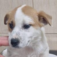 Balou, Hund zur Adoption