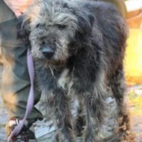 Nevado - hübscher Wuschelrüde, Hund zur Adoption