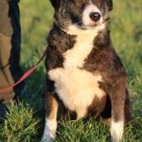 Tayto - zutraulich u. unkompliziert, Hund zur Adoption