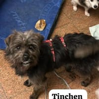 Tinchen vor Weihnachten ausgesetzt, Hündin zur Adoption