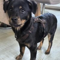 Babsi 💗 wartet in 45147 Essen, Hündin zur Adoption