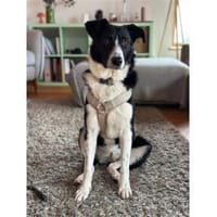 Haley - wartet in 63927 Bürgstadt, Hündin zur Adoption