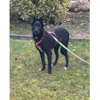 Peggie - wartet in 53757 Sankt Augustin, Hündin zur Adoption