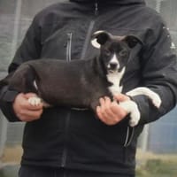 Oreo, Hund zur Adoption