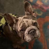 GERTI auf der Suche nach ihrem Glück, Hündin zur Adoption