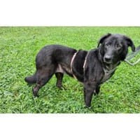 Amia - wartet in 65388 Schlangenbad, Hündin zur Adoption