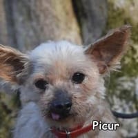 PICUR, Hund zur Adoption