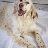 Sammy ❤ ist ein toller,guterzogener Bub, Hund zur Adoption