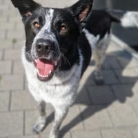 Pfiffiger SEBASTIAN sucht aktive Mensche, Hund zur Adoption