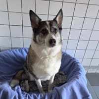 aufgeschlossener BOBBY braucht Anschluß, Hund zur Adoption