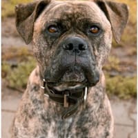 Leo möchte sein Herz verschenken, Hund zur Adoption