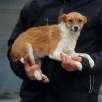 Chips sucht ihre Familie, Hündin zur Adoption