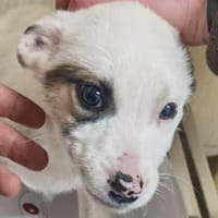 Jane, Hündin zur Adoption