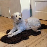 Contesa Chantal auf PS in Braunschweig, Hündin zur Adoption