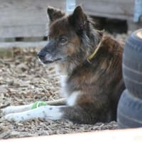 STELLA 🔥 fitte Best Agerin!, Hündin zur Adoption