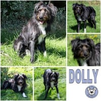 DOLLY -tolle, aktive Hundeseele-, Hündin zur Adoption