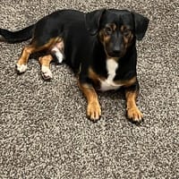 Rango wartet auf PS in HH, Hund zur Adoption