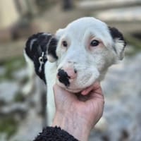 Marvel - schlauer Border Mischling, Hund zur Adoption
