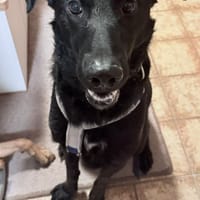 BAGHEERA - angenehm gesellig, Hund zur Adoption