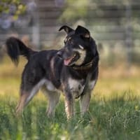 Langzeitinsasse ARGO sucht dringendst.., Hund zur Adoption