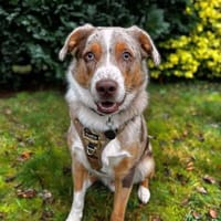 Prinz - ist überfordert, Hund zur Adoption