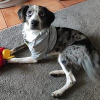 lieber Merlin, ca. 47/48 cm hoch, Hund zur Adoption