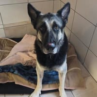 Lieber FLOYD sucht dringend Bezugsperson, Hund zur Adoption