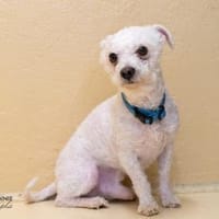 Bobbie, Hund zur Adoption