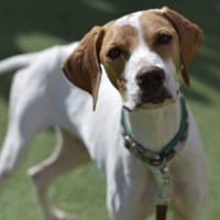 PLUTO 💝 Zuckerschnute sucht Zuhause!, Hund zur Adoption