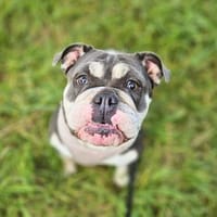 Sally - ist eine Einzelprinzessin, Hündin zur Adoption