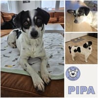 PIPA -bezaubernde kleine Hündin-, Hündin zur Adoption