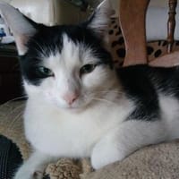 Schmusekatze Emil, Kater zur Adoption