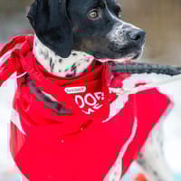 Areti sucht ein Zuhause, Hündin zur Adoption