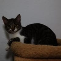 Katzenkind SUKI sucht ihr Zuhause!, Katze zur Adoption