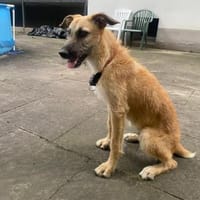 Tino tapferer Kämpfer sucht sein Glück, Hund zur Adoption