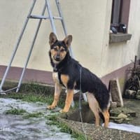 Dora - schlaue Schäferhündin, Hündin zur Adoption