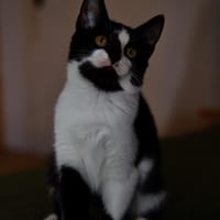 Katzenkind RONJA sucht ihr Zuhause!, Katze zur Adoption