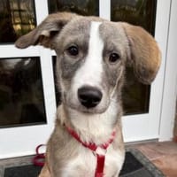 Horst, Hund zur Adoption