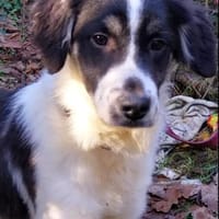 Duke sucht ein aktives Zuhause, Hund zur Adoption