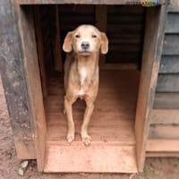 Oscar auf Pflegestelle, Hund zur Adoption