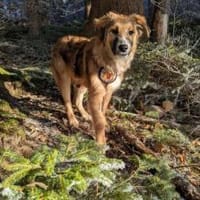 Kiani ist bereit für Abenteuer!, Hündin zur Adoption