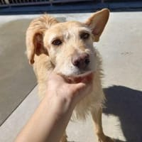 BECKY ❤ bereit für ihr Für-immer-Zuhaus, Hündin zur Adoption