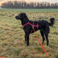 Bari, aktive Labrador Mix Hündin, Hündin zur Adoption