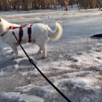 Albutu - der Schatz!, Hund zur Adoption