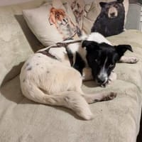 Falk - der Hübsche 🫶🏻, Hund zur Adoption