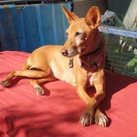 CHISPA- WARMHERZIGE SONNENSEELE, Hündin zur Adoption