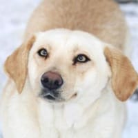 Tundra ist eine Traumhündin!, Hündin zur Adoption