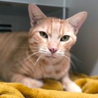 SOUMA, chat à adopter