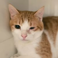 MR CRACHOUILLE, chat à adopter