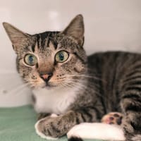 YANG, chatte à adopter